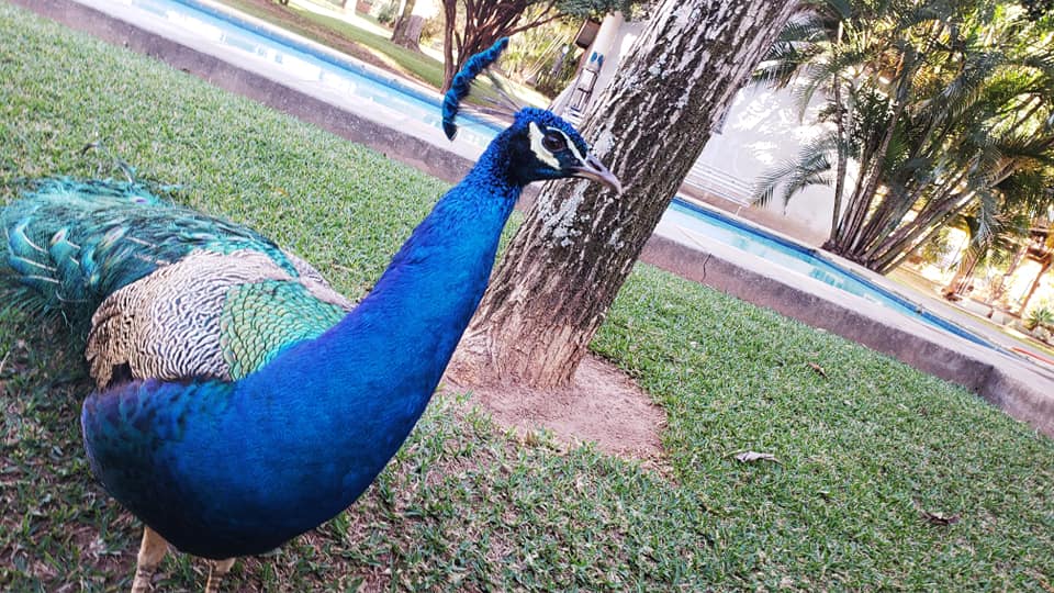 ChoppRampim ChoppRampim